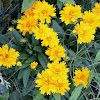 tickseed or calliopsis