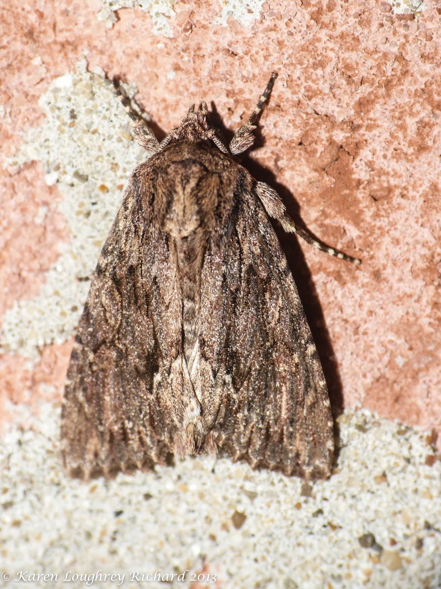 Confused woodgrain moth