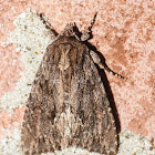 Confused woodgrain moth