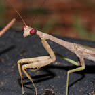 Carolina mantis (male)