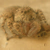 jumping spider cannibalism