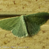 White-spotted Emerald