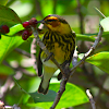 cape may warbler (male)