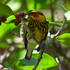 cape may warbler (male)