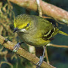 White Eyed Vireo