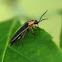 Pyralis Firefly