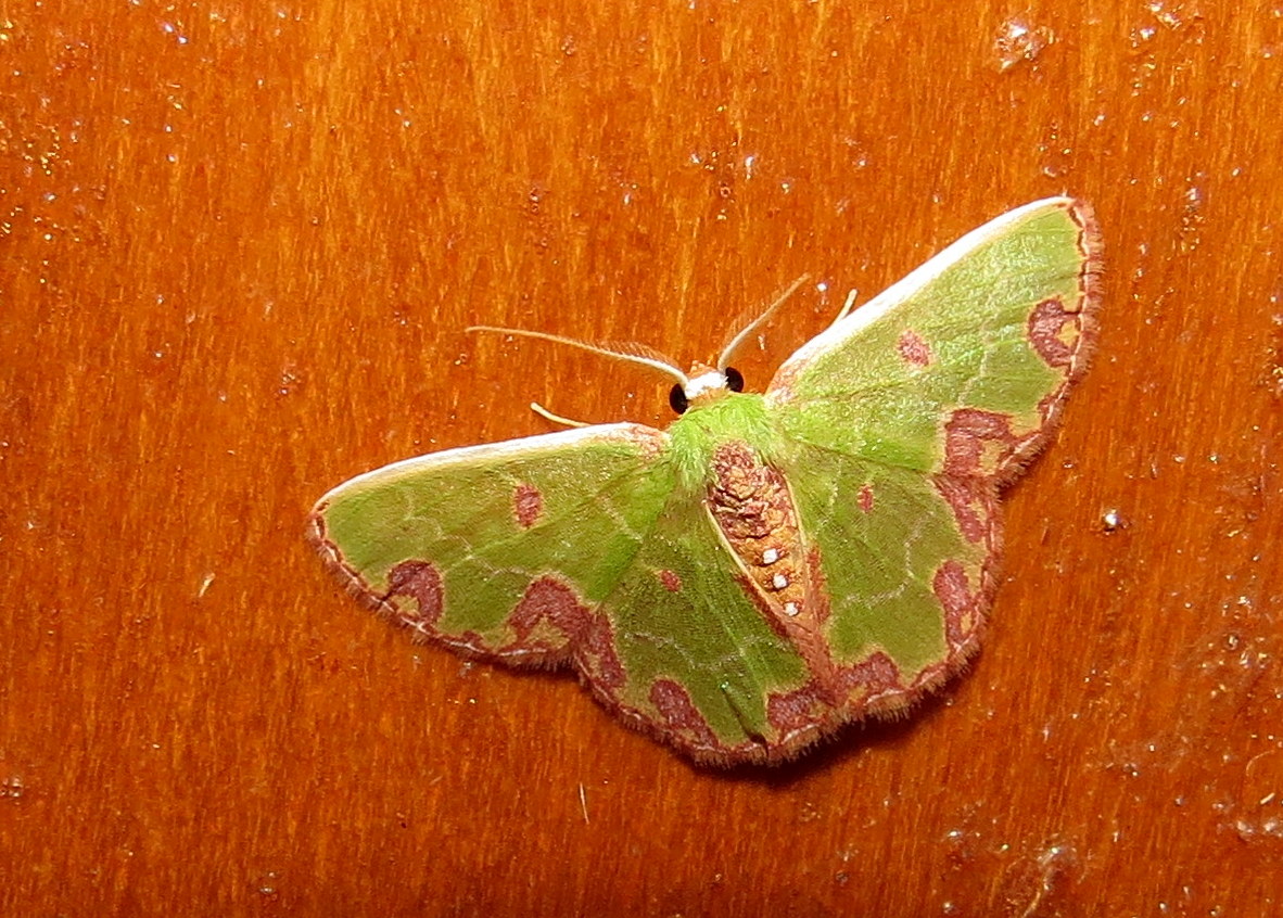 Ecuador Emerald Moth