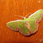 Ecuador Emerald Moth