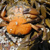 Green crab (with eggs)