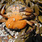 Green crab (with eggs)