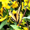 Eastern Tiger Swallowtail