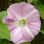 Hedge False Bindweed