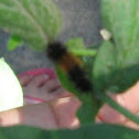 Banded Woolleybear Caterpillar