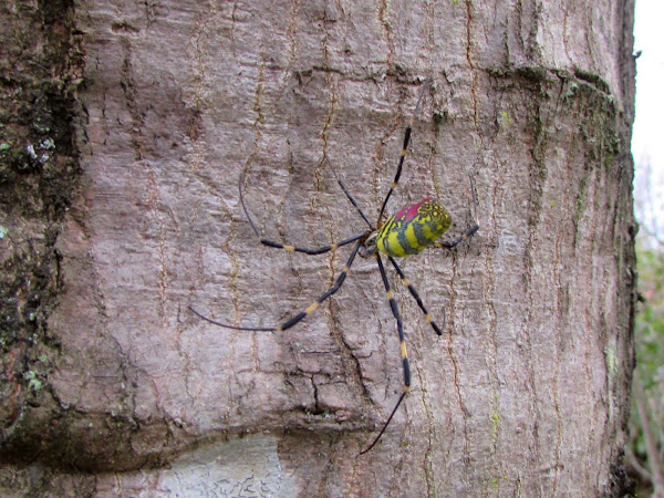 Jorō Spider 上臈蜘蛛 Project Noah
