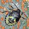 Green Stink Bug Nymph (5th instar)