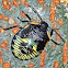 Green Stink Bug Nymph (5th instar)