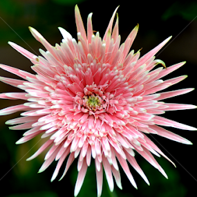 Pink Dahlia 2 by Mark Zouroudis - Flowers Flowers 2011-2013