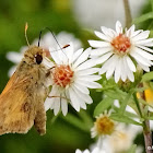 Sachem butterfly, male