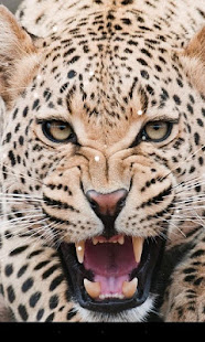 Leopard Live Wallpaper(圖1)-速報App