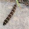 Impatiens Hawk Moth Caterpillar