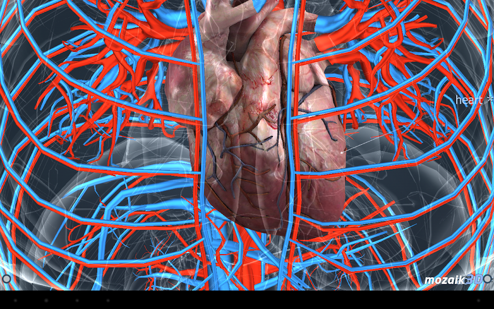 Human body (male) educational VR 3D Apps op Google Play