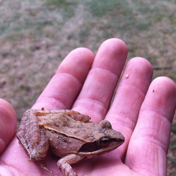 Wood Frog Project Noah