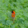 Southern Bishop weaver