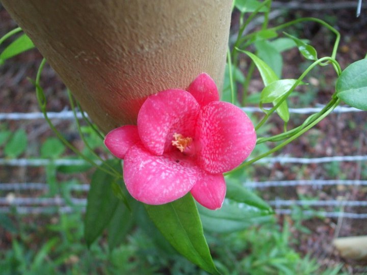 Lapageria rosea (Copihue)