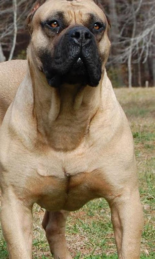 Boerboel Wallpapers