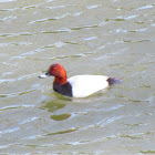 Common Pochard