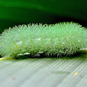 Io moth caterpillar