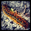 Eastern tent caterpillar