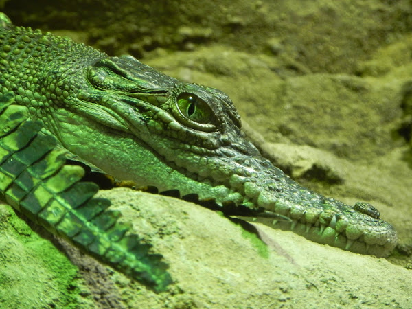 Freshwater Crocodile | Project Noah