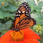 Monarch Butterfly