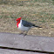 Red-Crested Cardinal