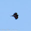 Short-toed Eagle; Aguila Culebrera