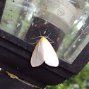 Delicate Cyncia Moth