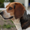 Beagle (dog)