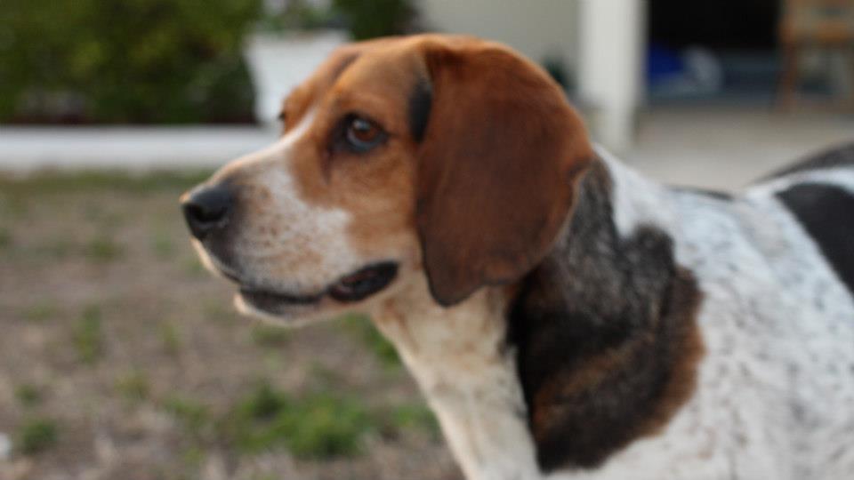 Beagle (dog)
