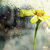 Yellow Wallpapers