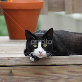 Tux  by Karin Pelton - Animals - Cats Portraits