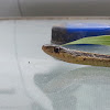 Garter Snake, Northern Water Snake