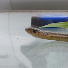 Garter Snake, Northern Water Snake