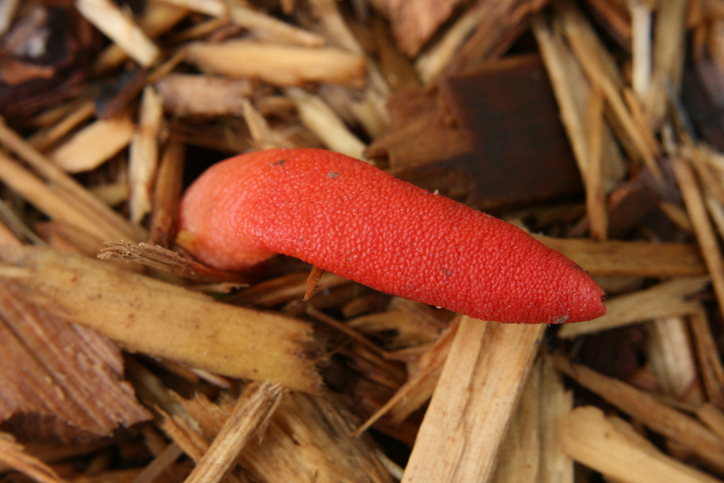 Stinkhorn 