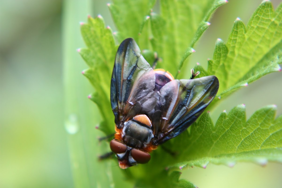 Male parasitic fly