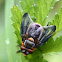 Male parasitic fly