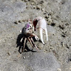 Atlantic Sand Fiddler Crab