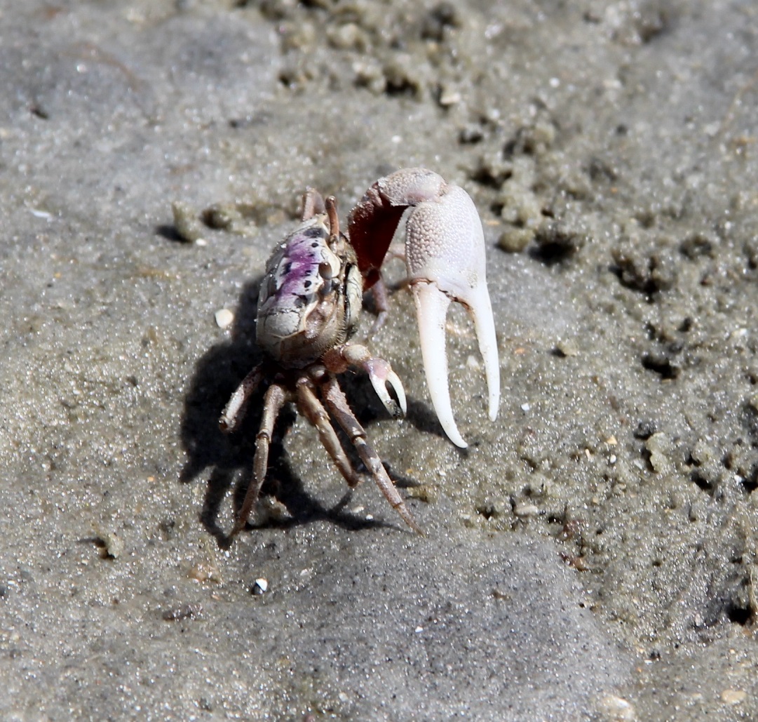 Atlantic Sand Fiddler Crab