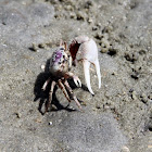 Atlantic Sand Fiddler Crab