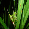 Cone-Nose Grasshoppers Mating Pair
